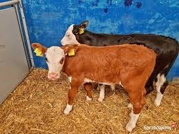 Sprzedam cieleta miesne od 60-100kg 